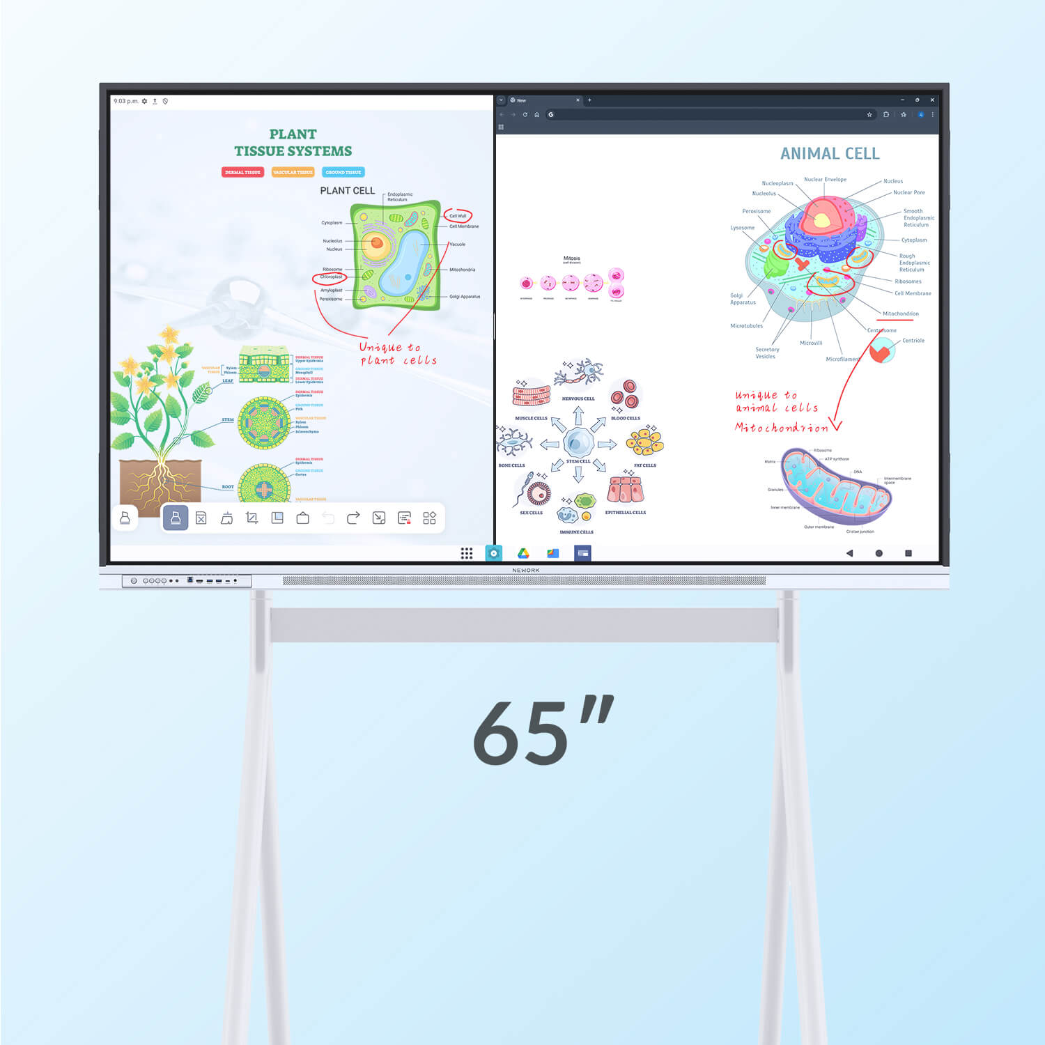 65_inch_classroom_smart_board_touchscreen_display_with_mobile_stand_-_Nework_smart_board