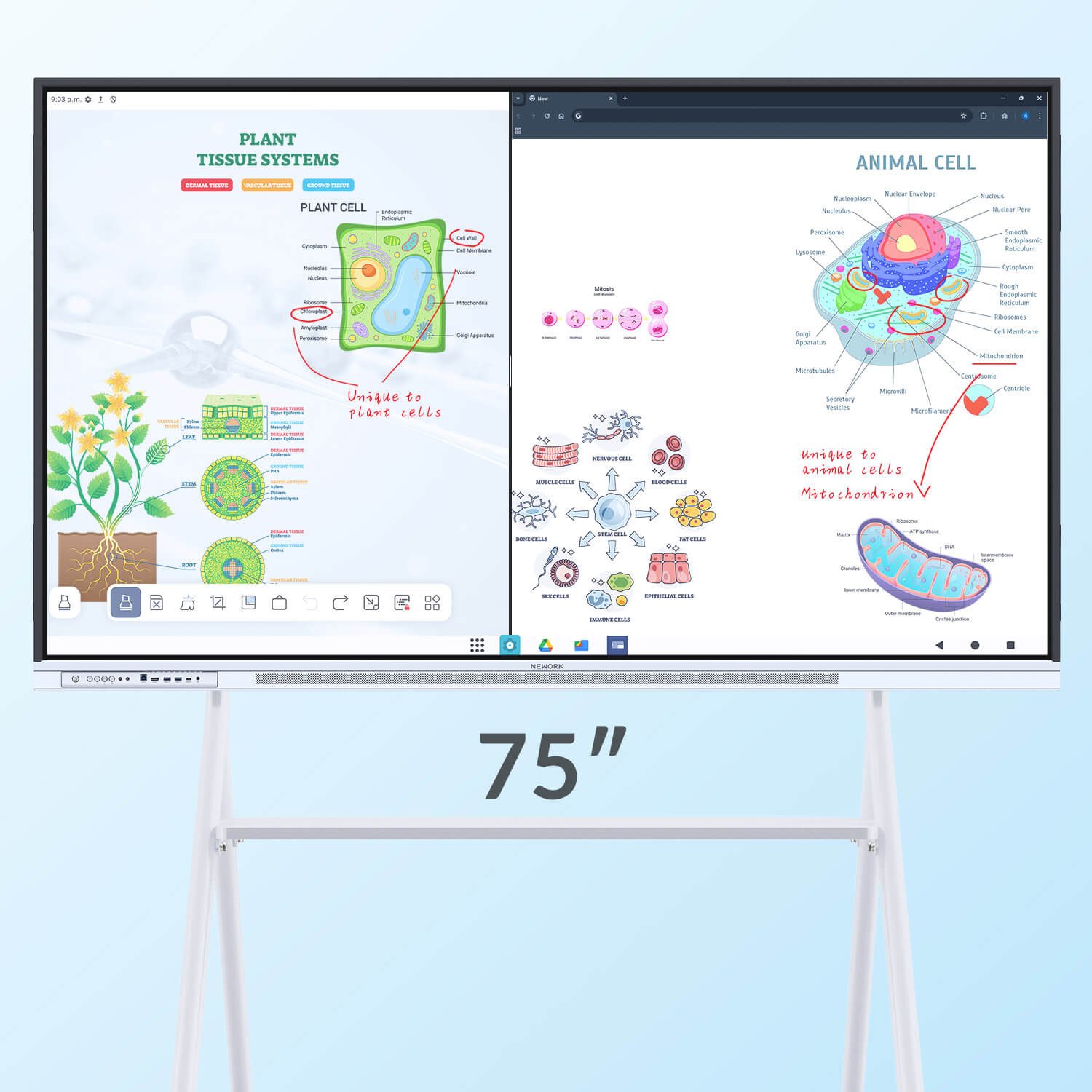 75_inch_classroom_smart_board_touchscreen_display_with_mobile_stand_-_Nework_smart_board